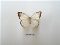 藏品(淡褐脈粉蝶)的圖片